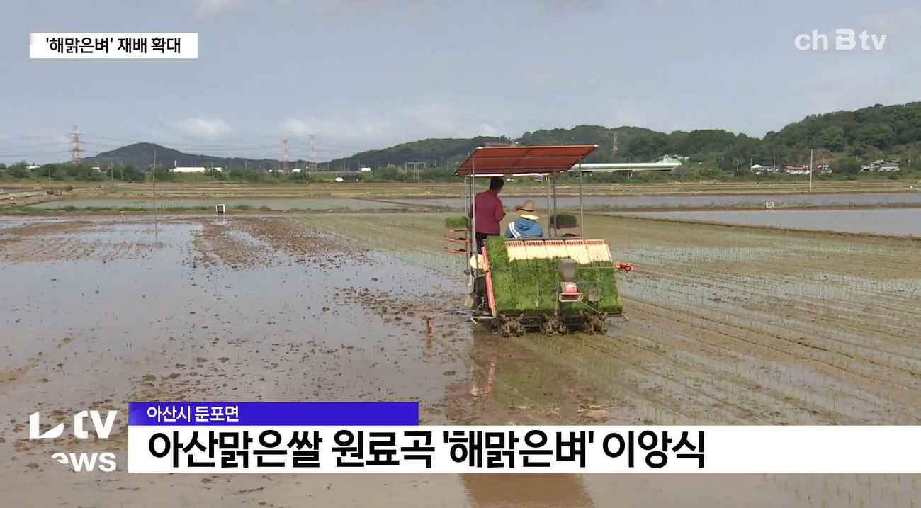 [Btv 중부뉴스] 아산맑은쌀 '해맑은벼' 재배 확대 잰걸음