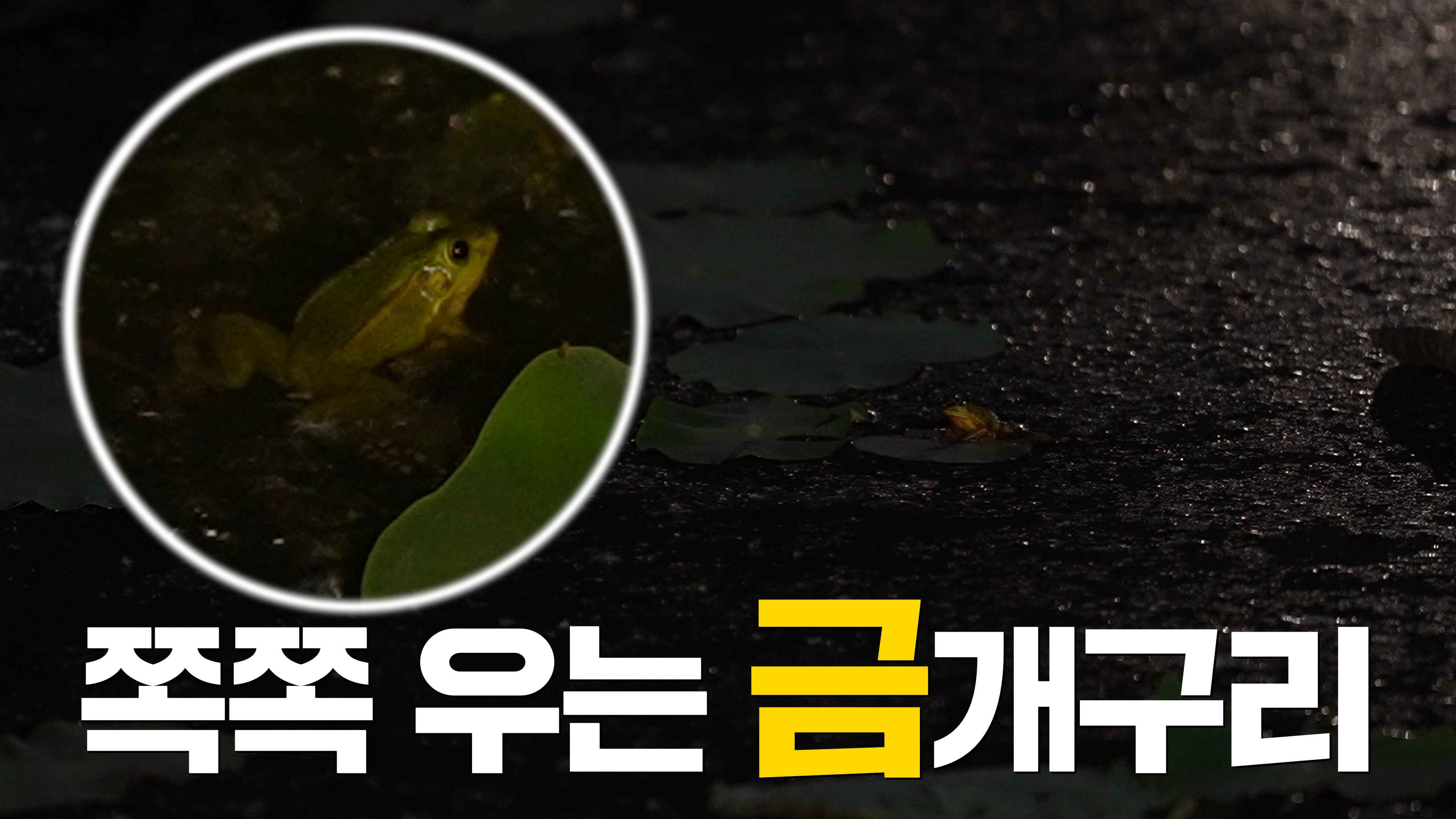 신정호 금개구리