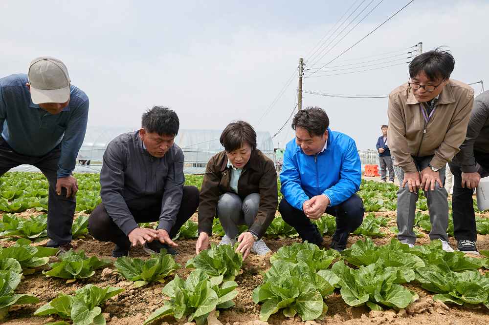 송미령 농림축산식품부 장관, 아산시 봄배추 재배 현장 방문 관련사진