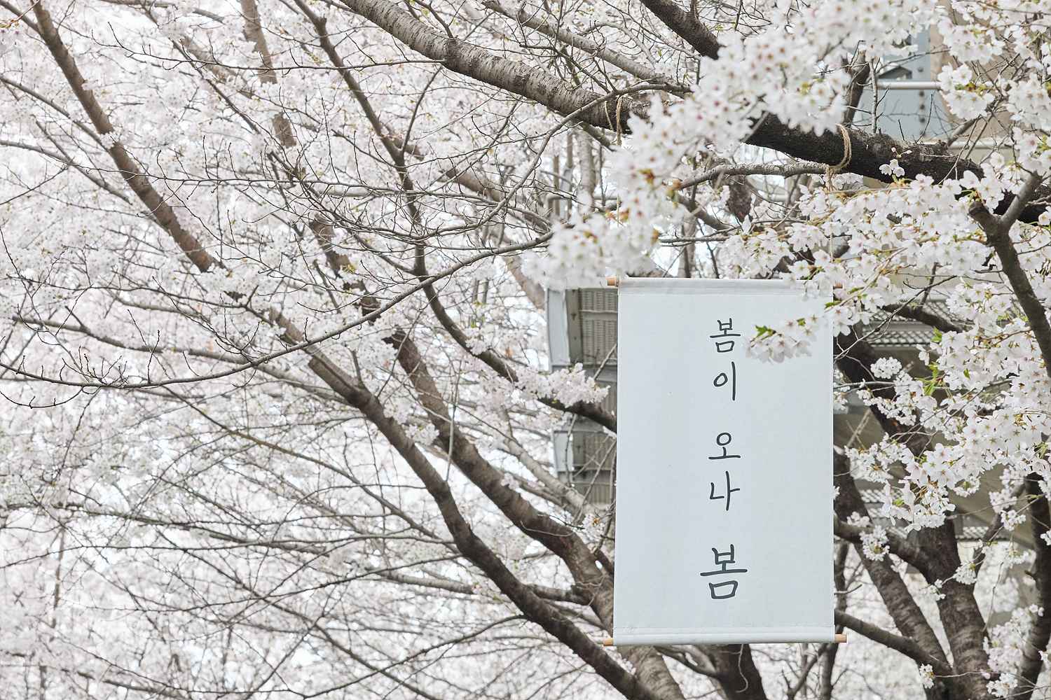 2026.04.04.노인종합복지관 벚꽃 행사 모두의 봄, 같이 봄