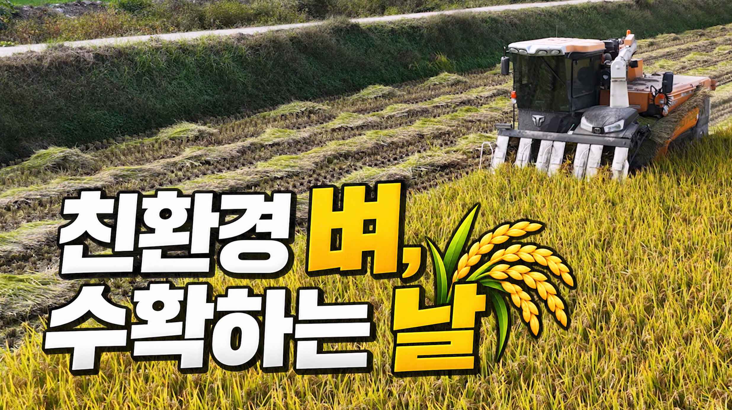 친환경 벼, 수확하는 날