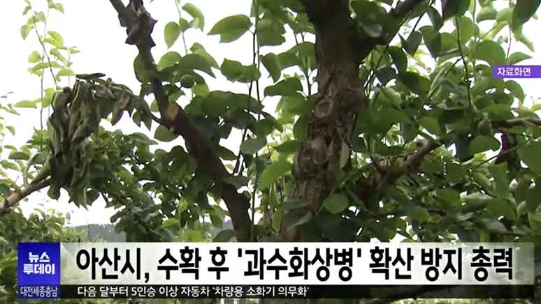 [대전MBC 뉴스투데이] 아산시, 수확 후 과수화상병 확산 방지 총력