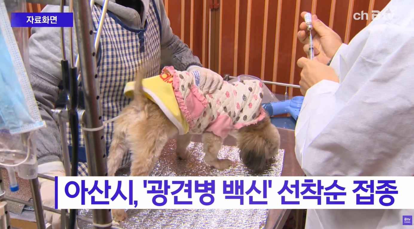 [Btv 중부뉴스] 아산시, '광견병 백신' 선착순 접종