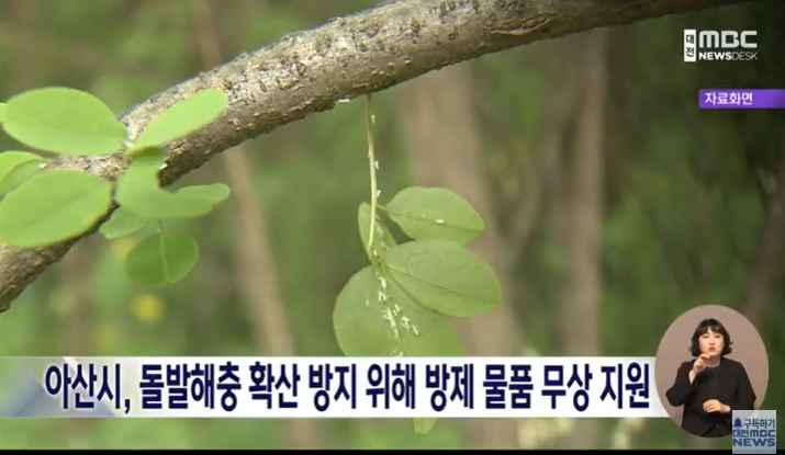[대전MBC 뉴스데스크] 아산시, 돌발해충 확산 방지 위해 방제 물품 무상 지원